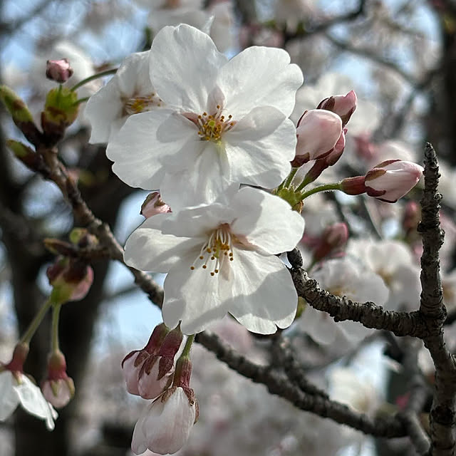 ベッド周り/桜/癒し/お花のある暮らし/RCの出会いに感謝しています♡...などのインテリア実例 - 2024-04-09 11:48:08