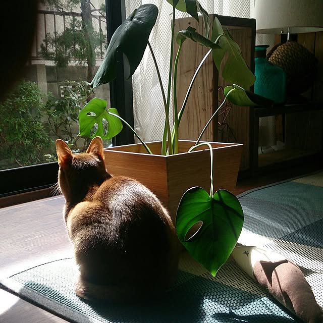 puuchan1004さんの実例写真