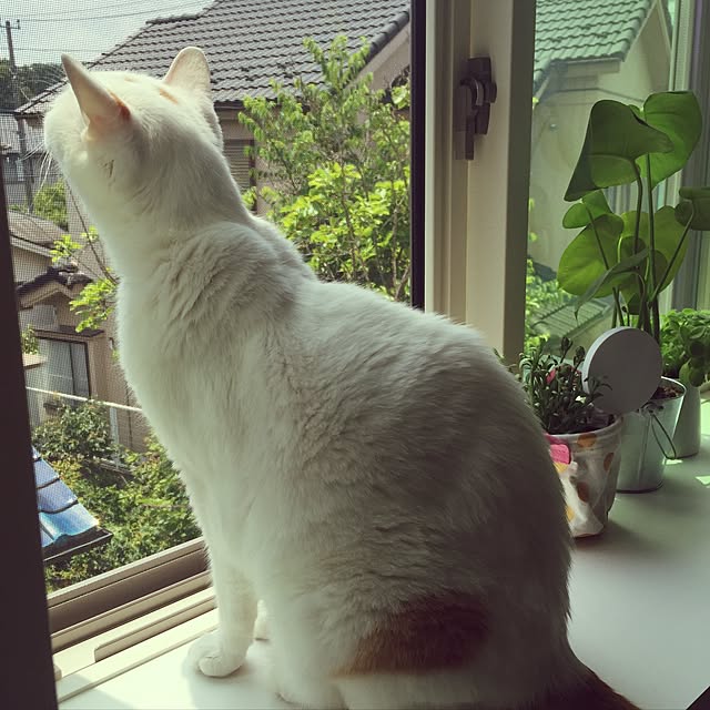Minakoさんの実例写真