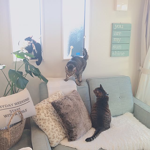 lovecatさんの実例写真