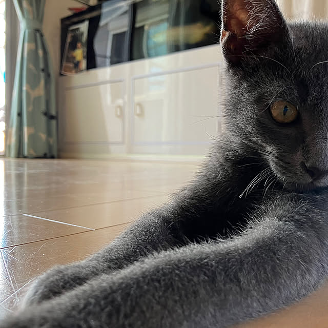 nekoさんの実例写真