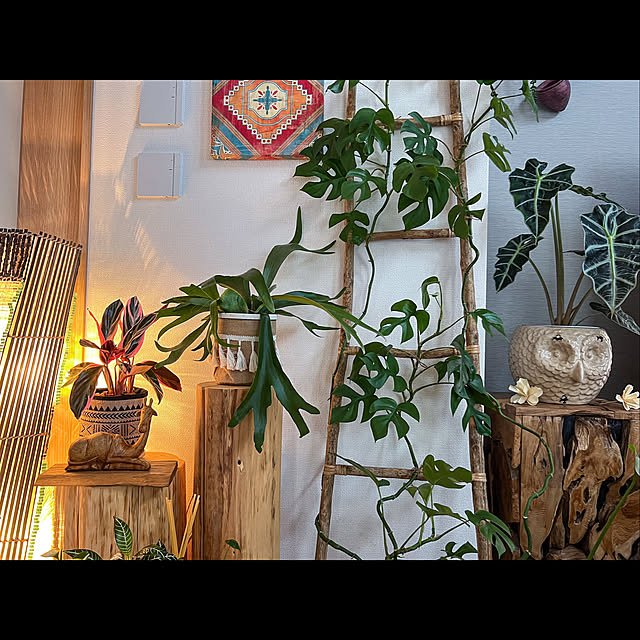 h_a_n_a_y_u_iさんの実例写真