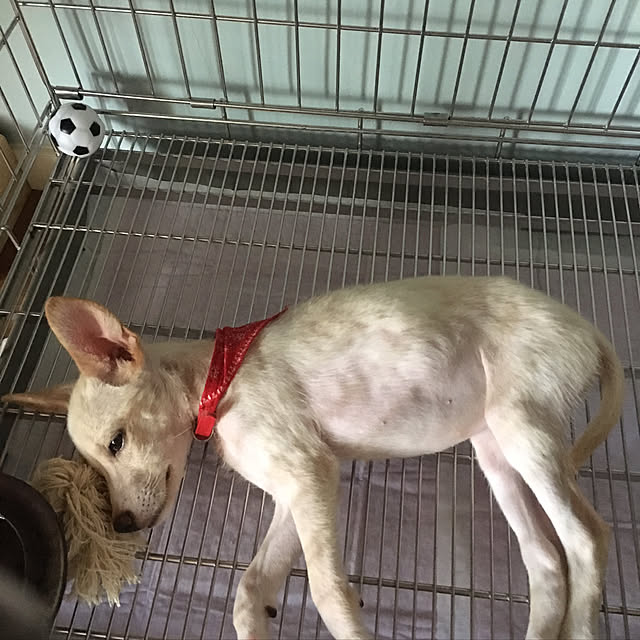 saryさんの実例写真
