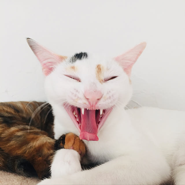 Tanukoさんの実例写真