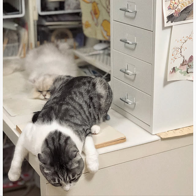 実例写真