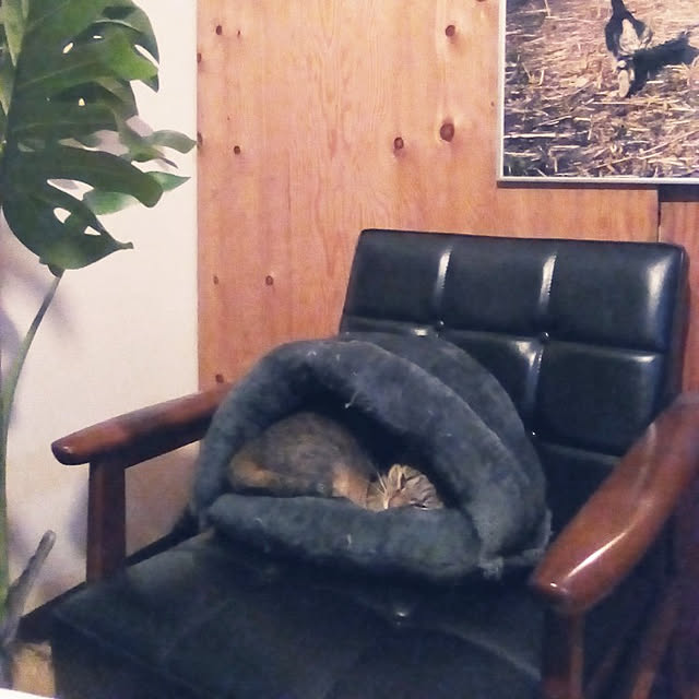 catloveさんの実例写真