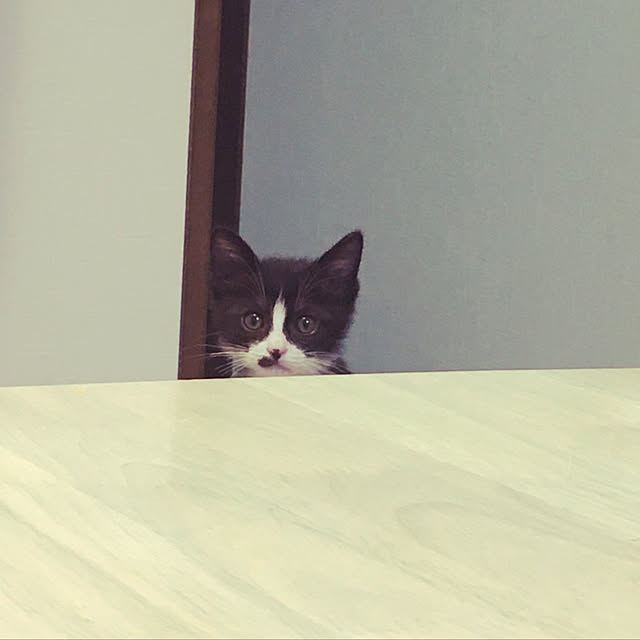 nekoさんの実例写真