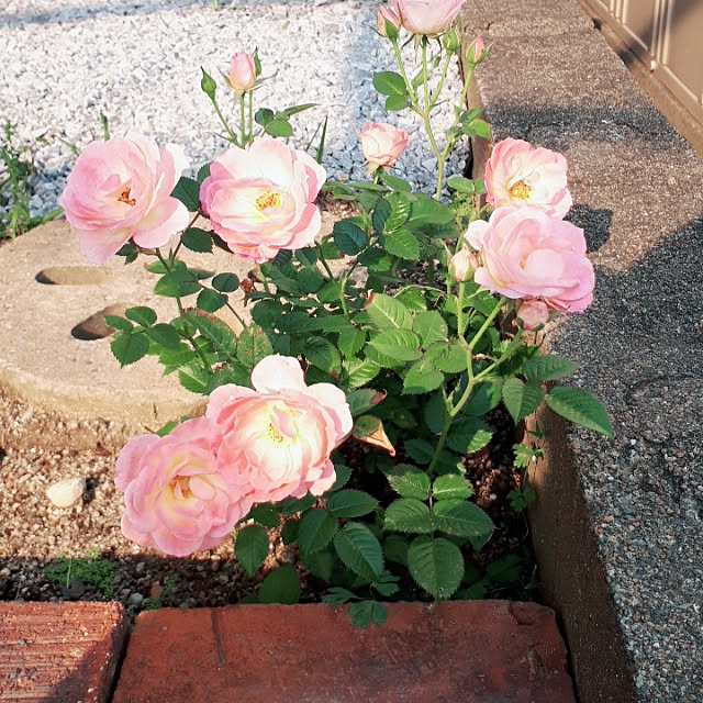 kuroさんの実例写真