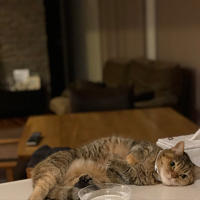 meloさんの実例写真