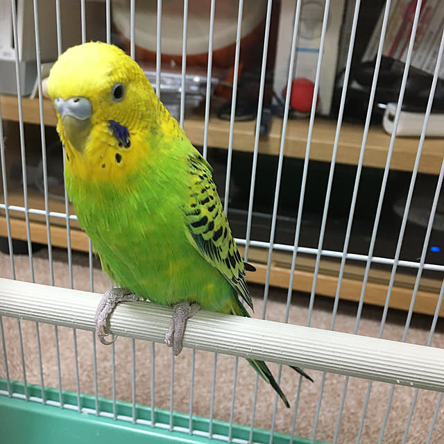 koroさんの実例写真