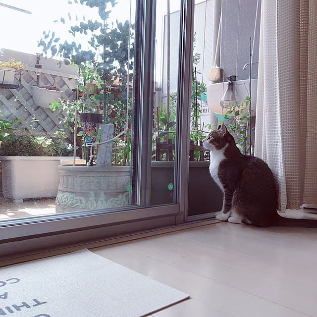 nekomiさんの実例写真