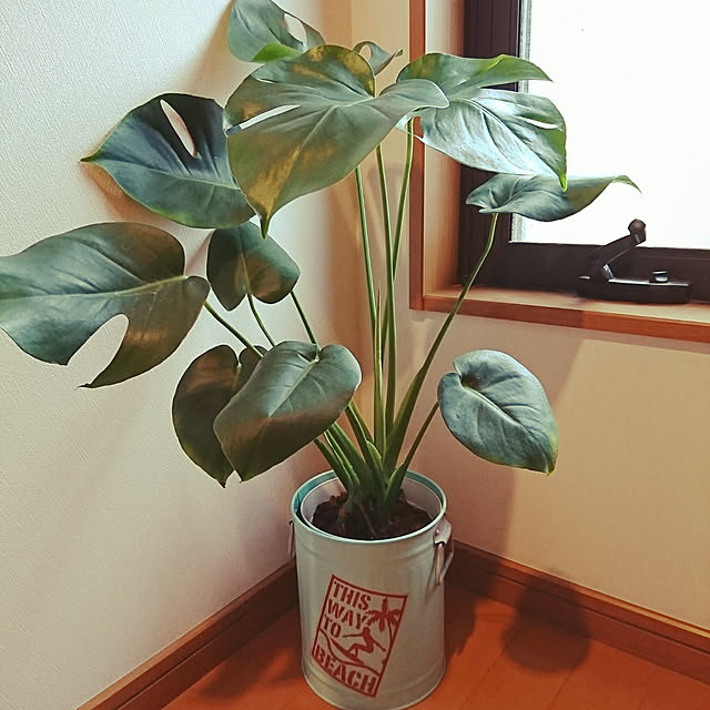 yonyonさんの実例写真