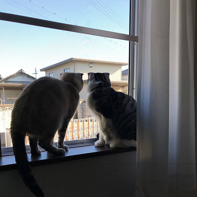 Dahliaさんの実例写真