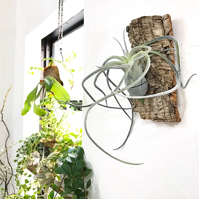 kiki_nekkoさんの実例写真