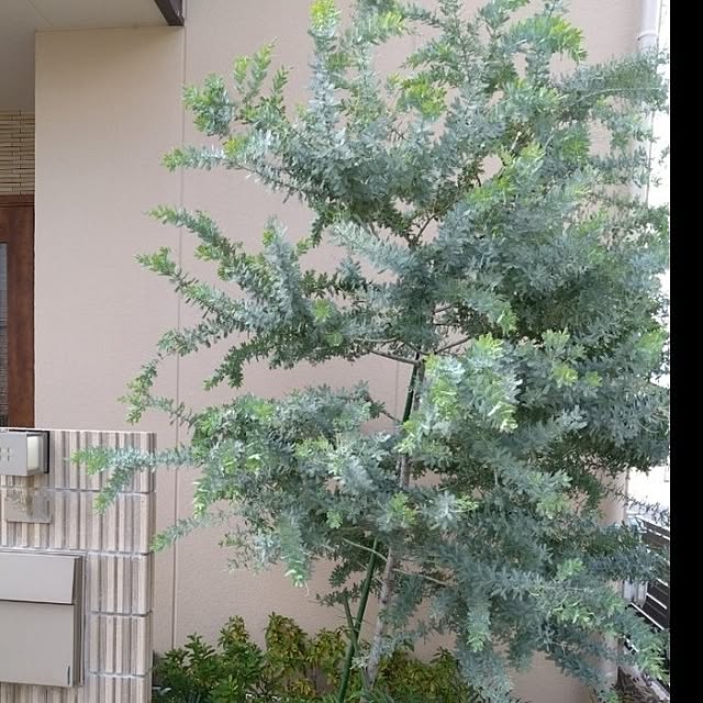 odecomaikoさんの実例写真