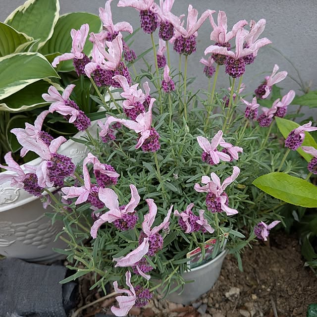 chi_gogaさんの部屋