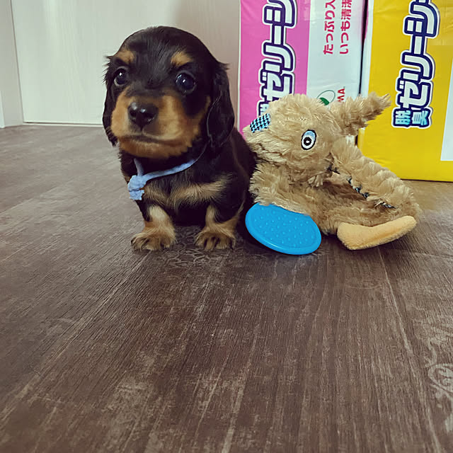 uninekoさんの実例写真