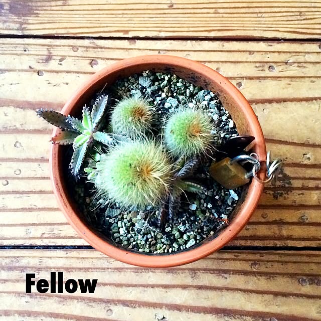 Fellowさんの実例写真