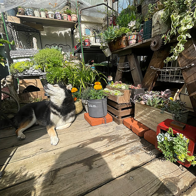calmeさんの部屋