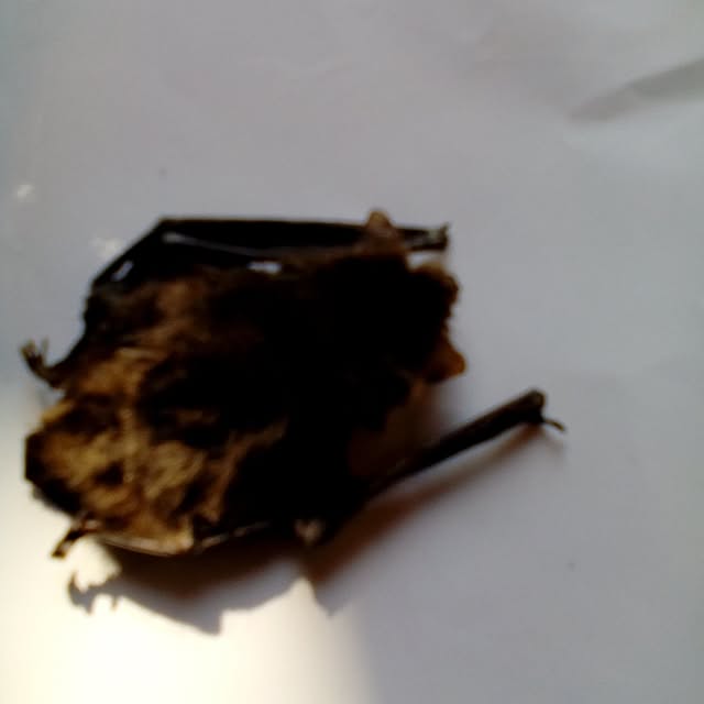 shusen.miyaさんの実例写真