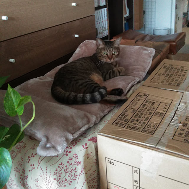 futukoさんの実例写真