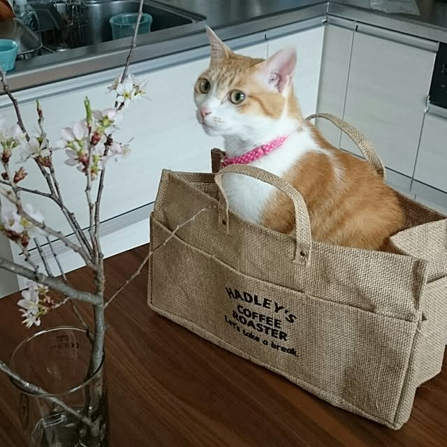 Naokoさんの実例写真