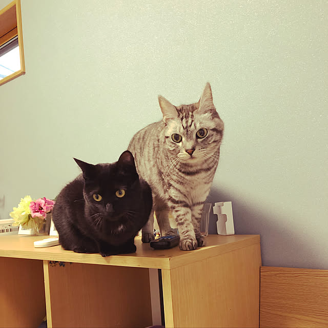 syrnuu946さんの実例写真