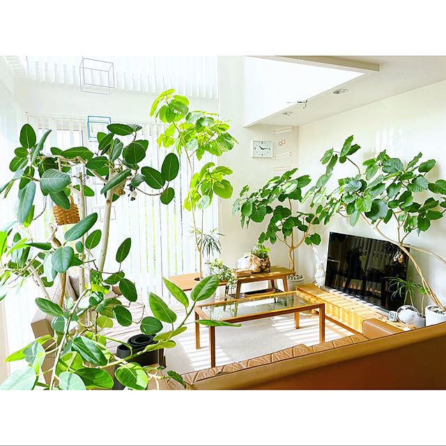 カリモク60 ロビーチェア/カリモク60/ナチュラルインテリア/観葉植物のある暮らし/田舎暮らし...などのインテリア実例 - 2022-09-14 10:27:02