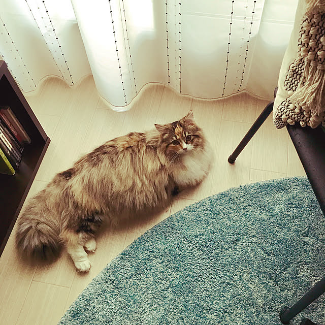 akさんの実例写真