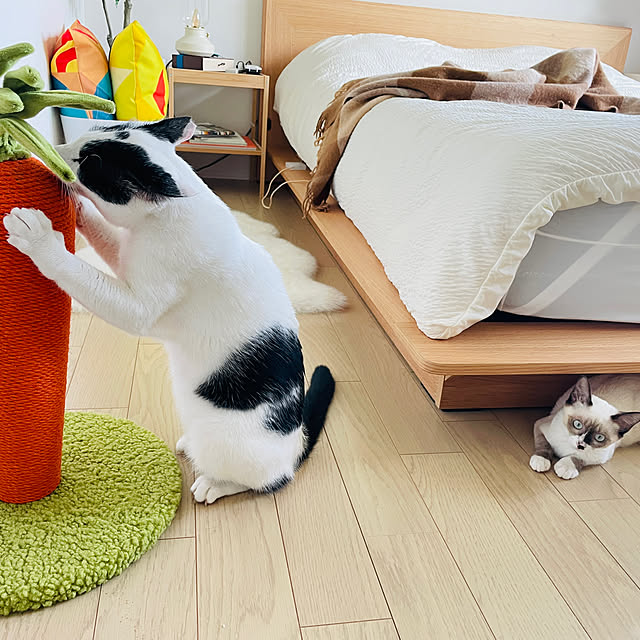 imomusiさんの部屋