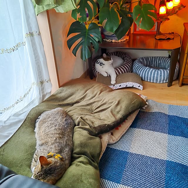 eriponさんの実例写真