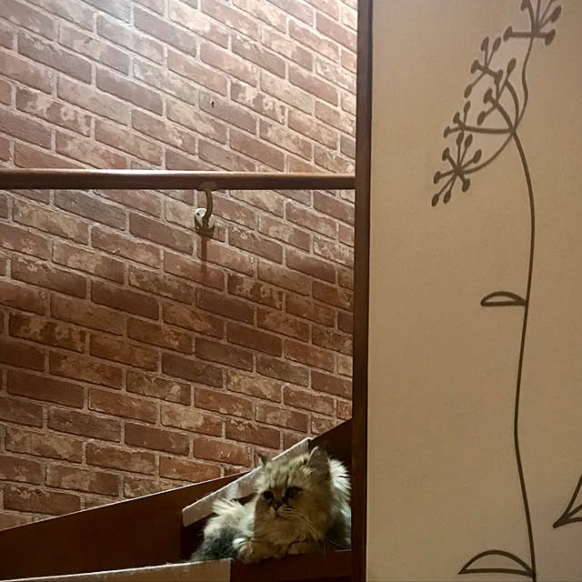 butachanさんの実例写真