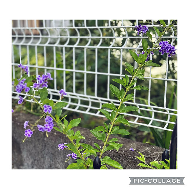 CoCo0617さんの部屋