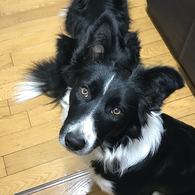 Caoluさんの実例写真