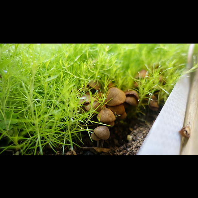 NKGardenさんの実例写真