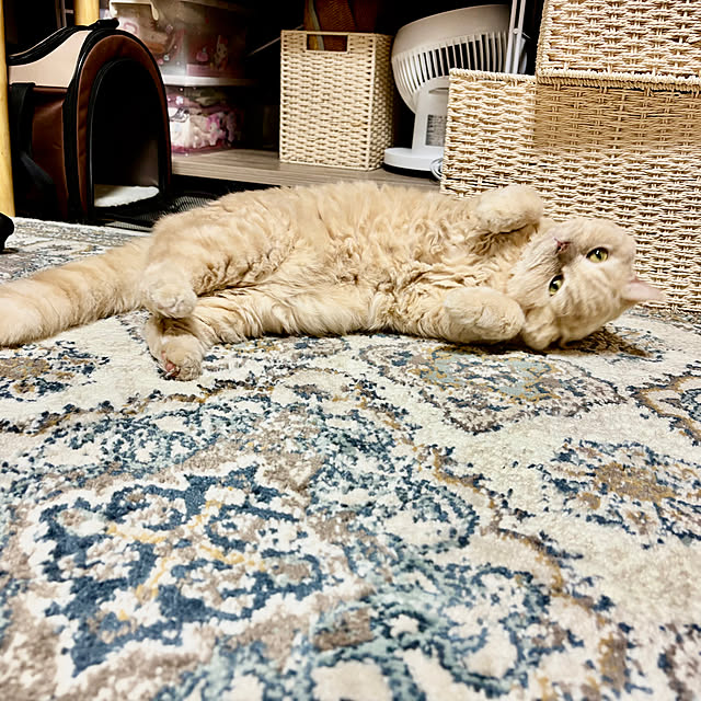 naokoさんの実例写真