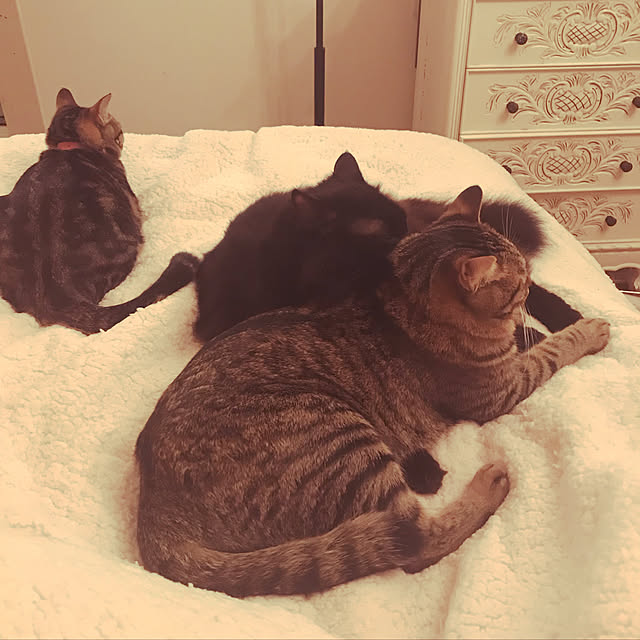 emikoさんの実例写真