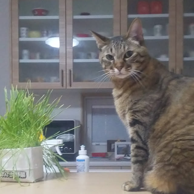 実例写真
