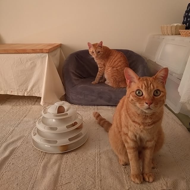 mayutan.さんの実例写真