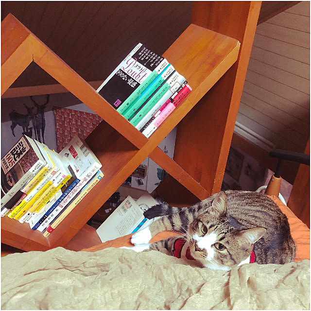 jijiさんの実例写真