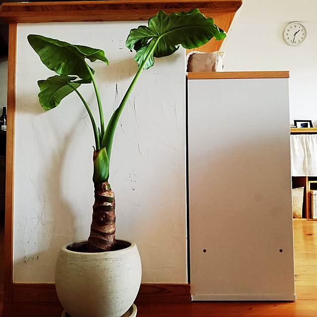 キッチン/観葉植物/ナチュラル/北欧のインテリア実例 - 2020-05-02 13:41:05