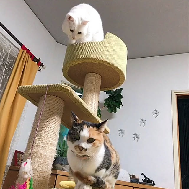 nyanko-beamさんの実例写真