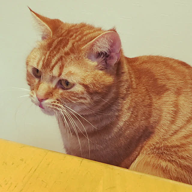 nekoさんの実例写真