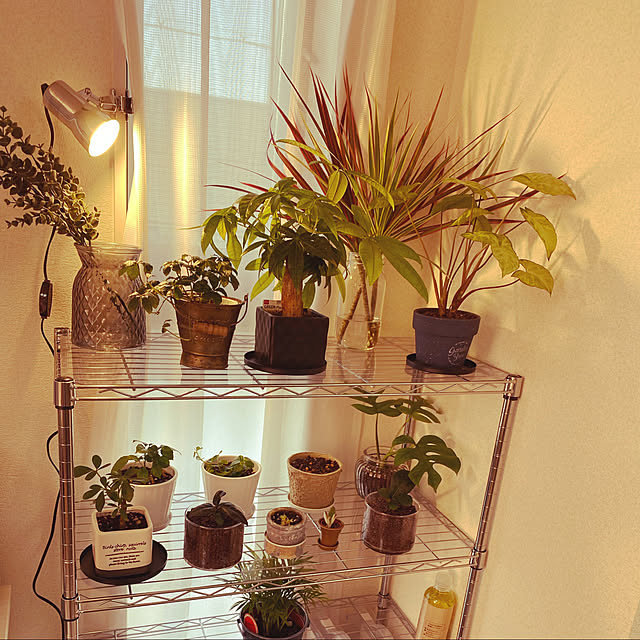 観葉植物のある暮らし/棚のインテリア実例 - 2022-09-17 09:54:40
