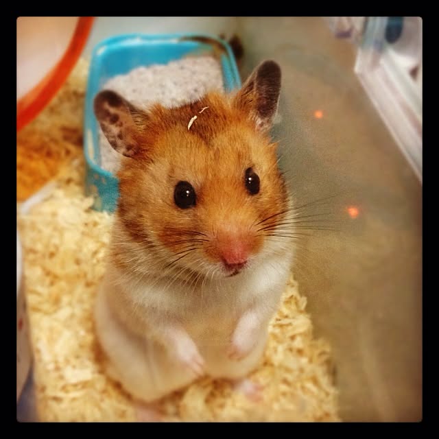 bichunosukeさんの実例写真