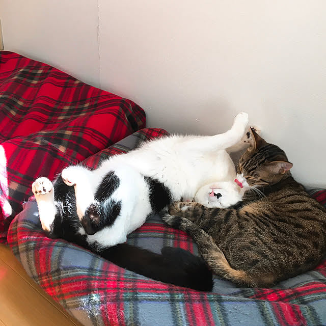 nobikoさんの実例写真