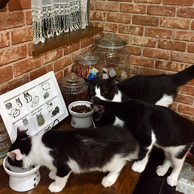 butachanさんの実例写真