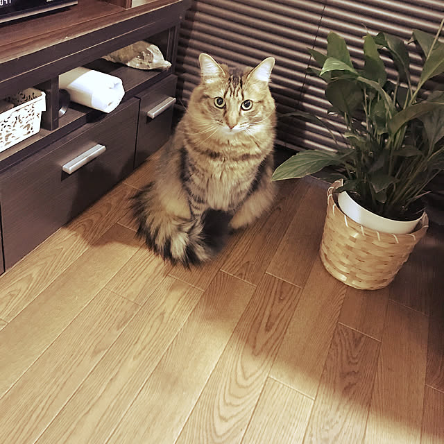 coconyantaさんの実例写真