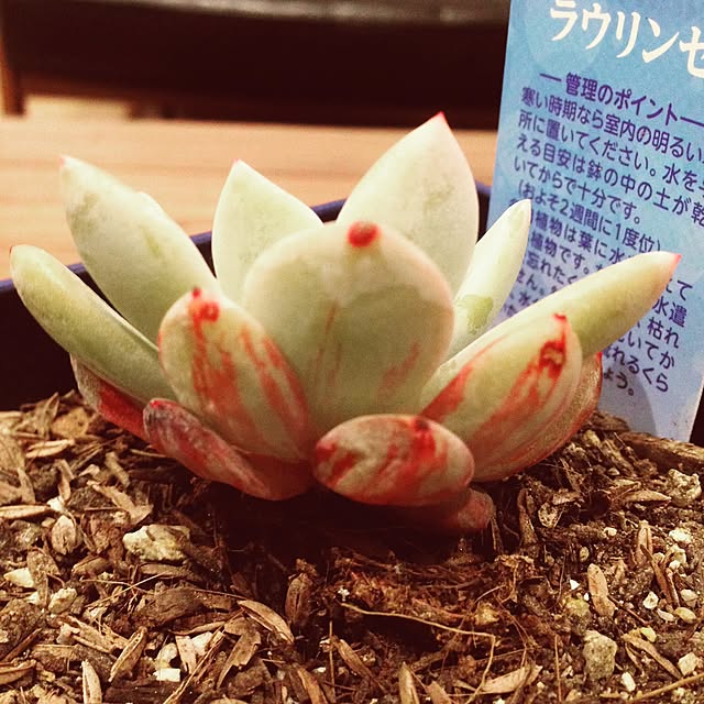 necheさんの実例写真