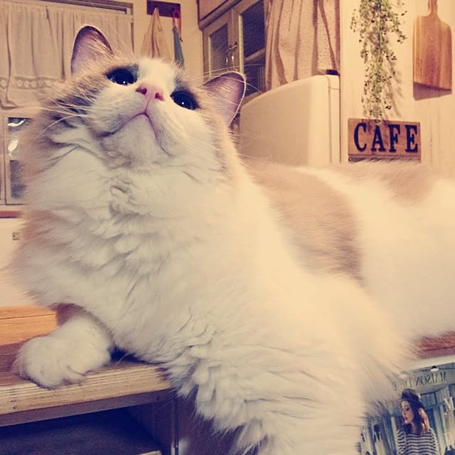 runtenさんの実例写真